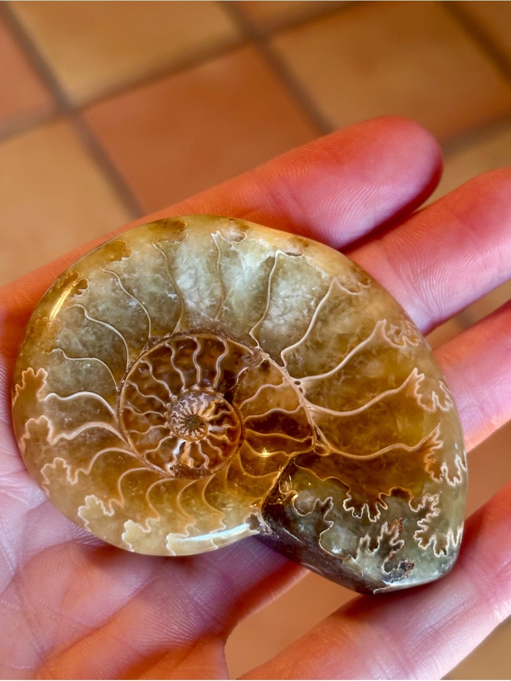 π Polished Ammonite Fossil Trinket Dish π